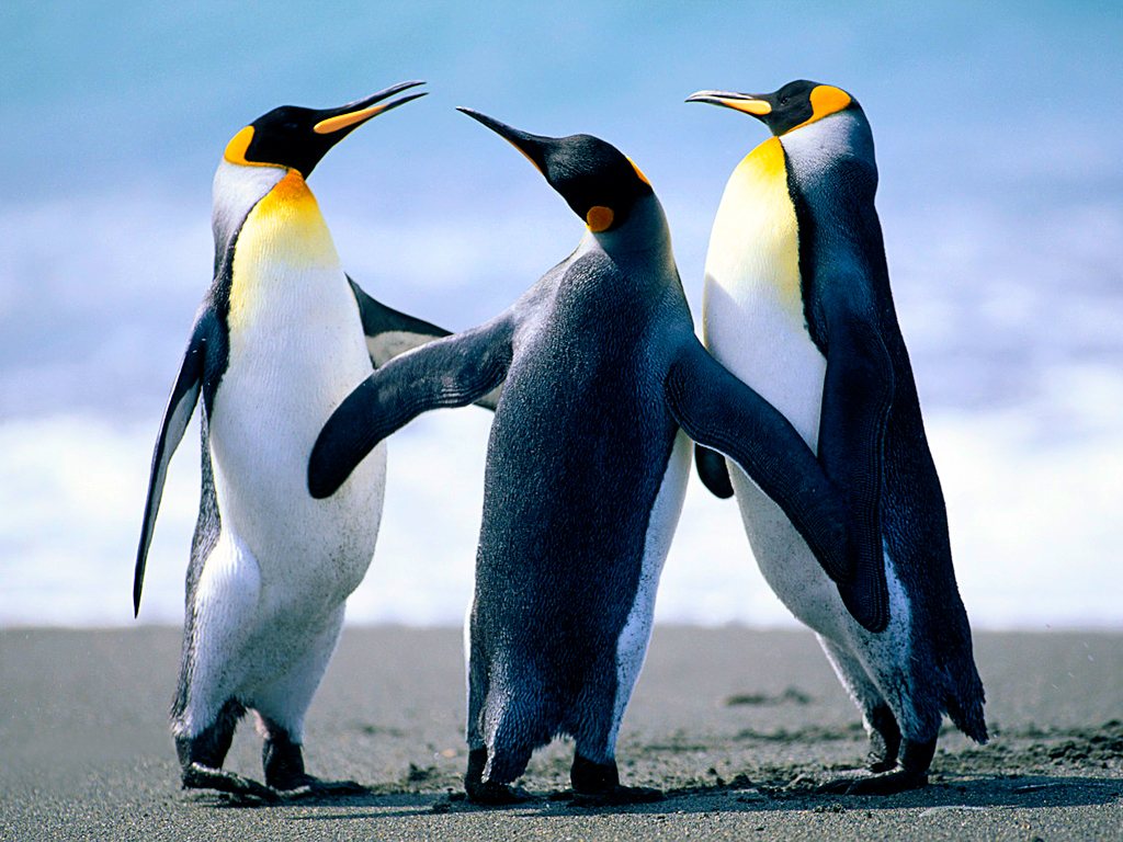 Penguins are amazing